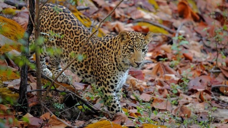 Discover the natural wonders of India | the top 20 national parks